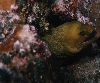 Green Moray